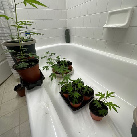 Gorrila nut #9 growlog timeline photo