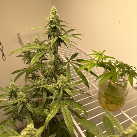 Gorrila nut #9 growlog timeline photo