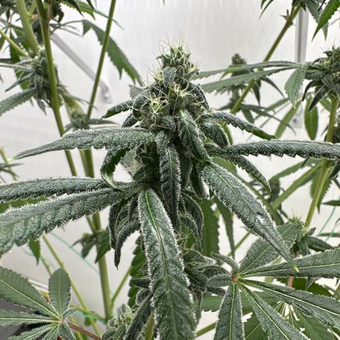 Gorrila nut #9 growlog timeline photo