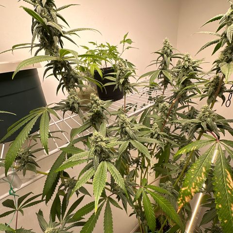 Gorrila nut #9 growlog timeline photo