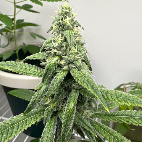 Gorrila nut #9 growlog timeline photo