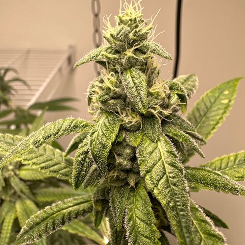 Gorrila nut #9 growlog timeline photo