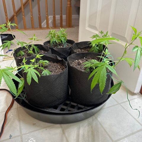 Gorrila nut #9 growlog timeline photo