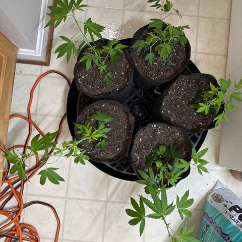 Gorrila nut #9 growlog timeline photo