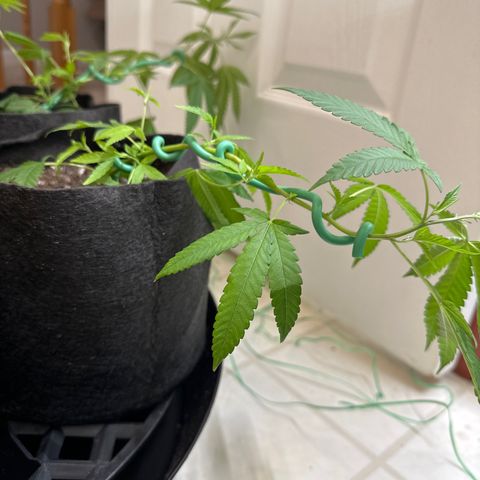 Gorrila nut #9 growlog timeline photo