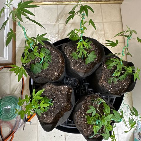 Gorrila nut #9 growlog timeline photo