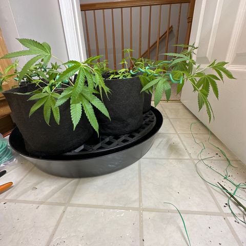 Gorrila nut #9 growlog timeline photo