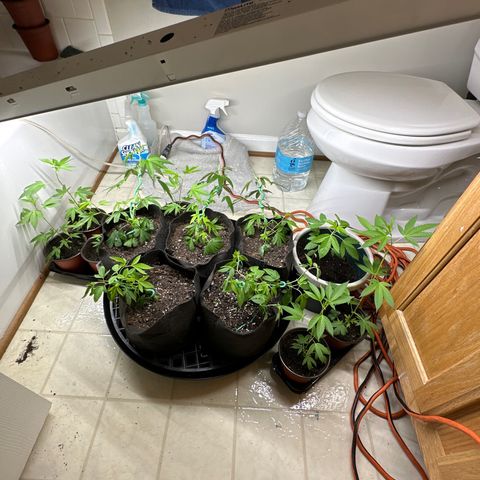 Gorrila nut #9 growlog timeline photo