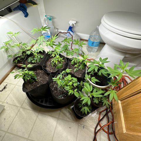Gorrila nut #9 growlog timeline photo