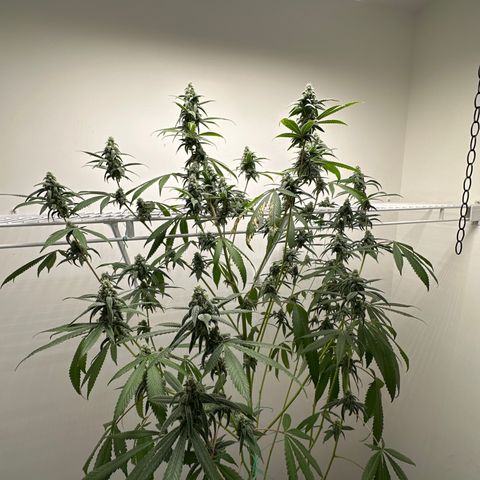 Gorrila nut #9 growlog timeline photo