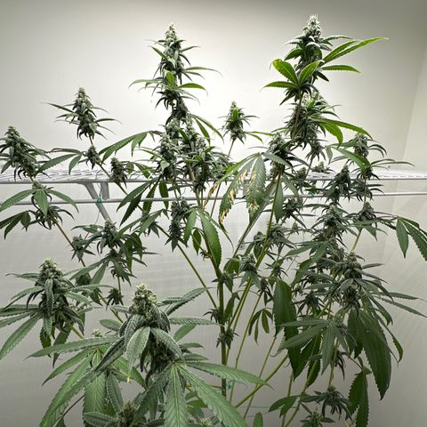 Gorrila nut #9 growlog timeline photo