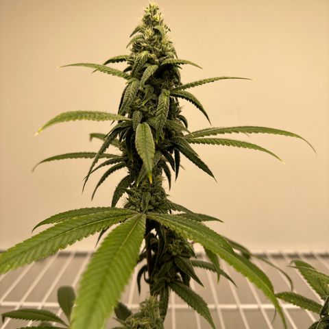 Gorrila nut #9 growlog timeline photo