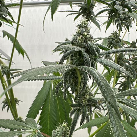 Gorrila nut #9 growlog timeline photo