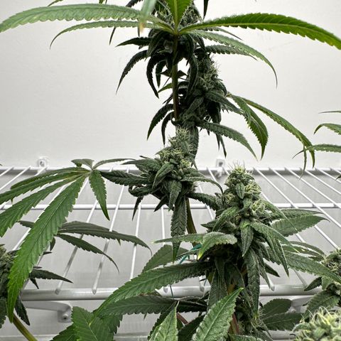Gorrila nut #9 growlog timeline photo