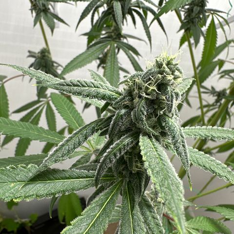 Gorrila nut #9 growlog timeline photo