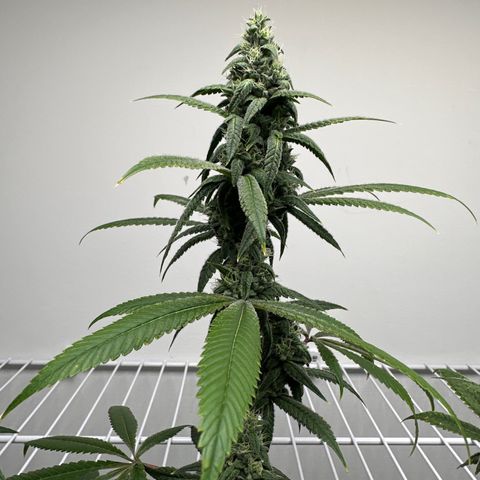 Gorrila nut #9 growlog timeline photo