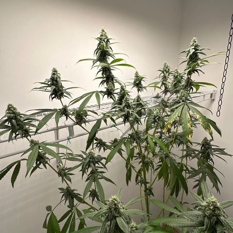 Gorrila nut #9 growlog timeline photo
