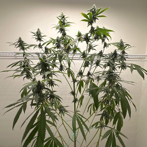 Gorrila nut #9 growlog timeline photo