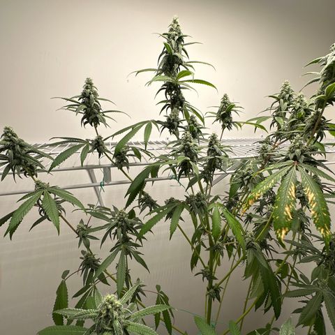 Gorrila nut #9 growlog timeline photo