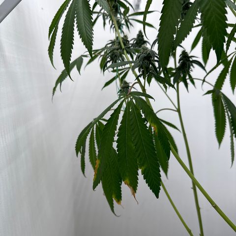 Gorrila nut #9 growlog timeline photo