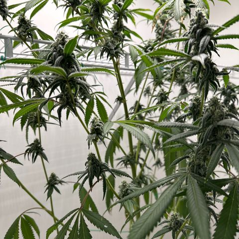 Gorrila nut #9 growlog timeline photo