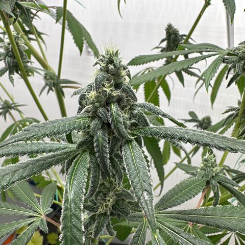 Gorrila nut #9 growlog timeline photo