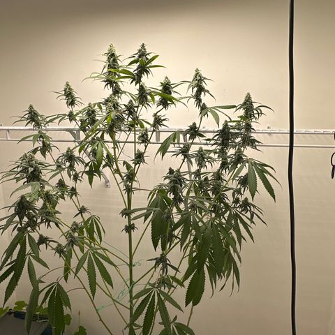 Gorrila nut #9 growlog timeline photo