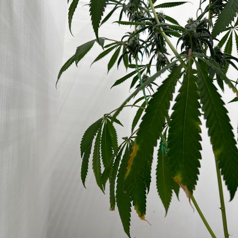 Gorrila nut #9 growlog timeline photo