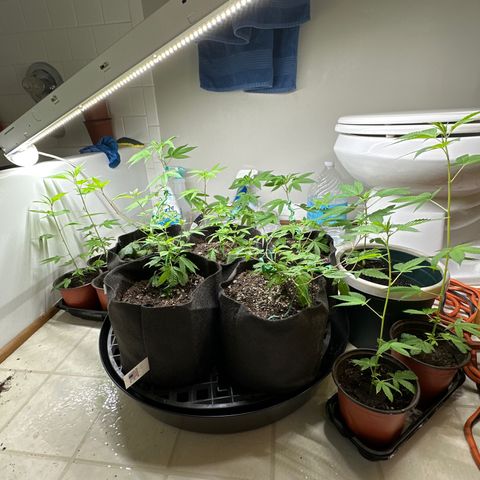 Gorrila nut #9 growlog timeline photo