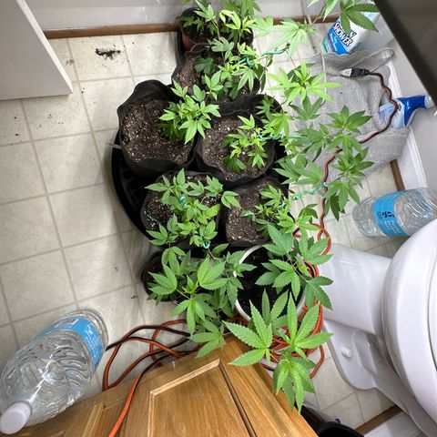 Gorrila nut #9 growlog timeline photo