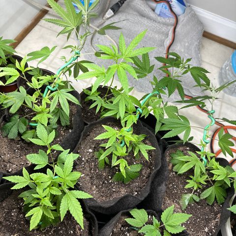 Gorrila nut #9 growlog timeline photo