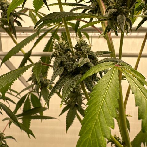 Gorrila nut #9 growlog timeline photo