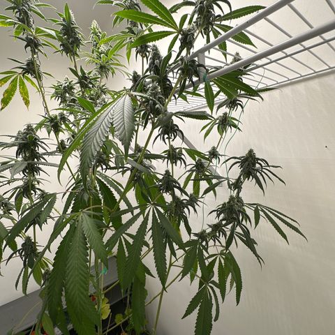 Gorrila nut #9 growlog timeline photo