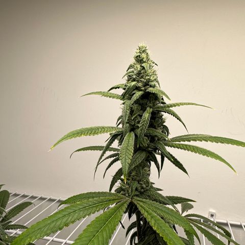Gorrila nut #9 growlog timeline photo