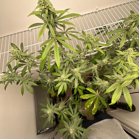 Gorrila nut #9 growlog timeline photo