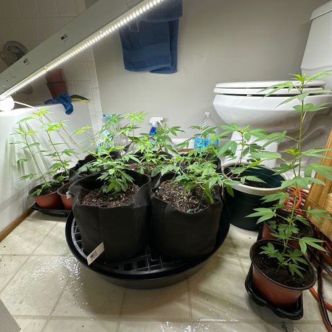 Gorrila nut #9 growlog timeline photo