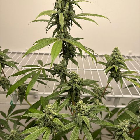 Gorrila nut #9 growlog timeline photo