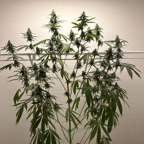 Gorrila nut #9 growlog timeline photo