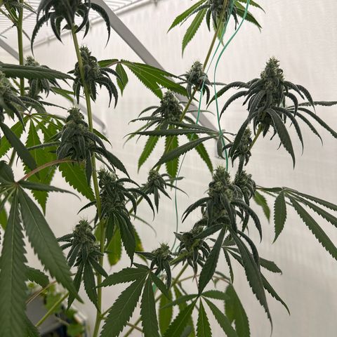 Gorrila nut #9 growlog timeline photo