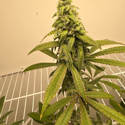 Gorrila nut #9 growlog timeline photo