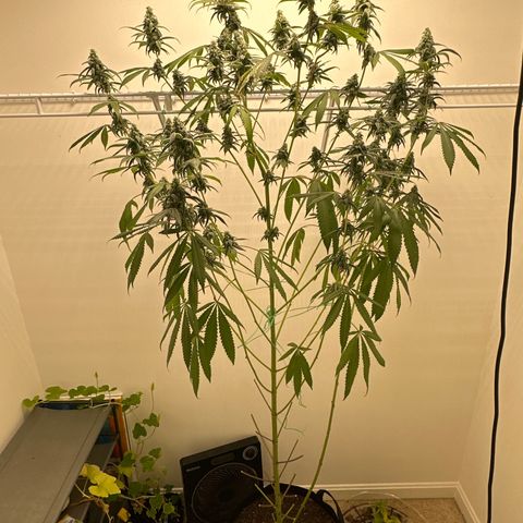 Gorrila nut #9 growlog timeline photo