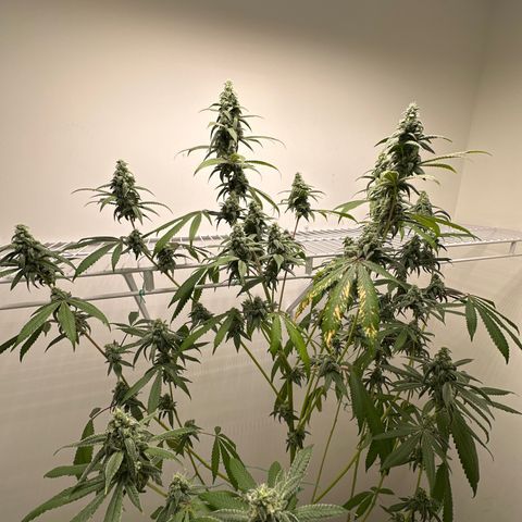 Gorrila nut #9 growlog timeline photo