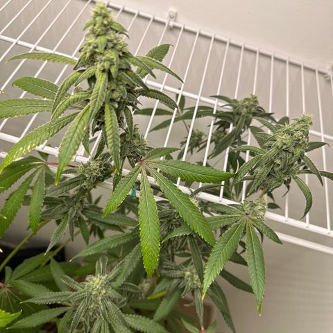 Gorrila nut #9 growlog timeline photo