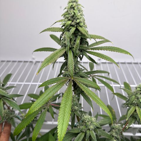 Gorrila nut #9 growlog timeline photo