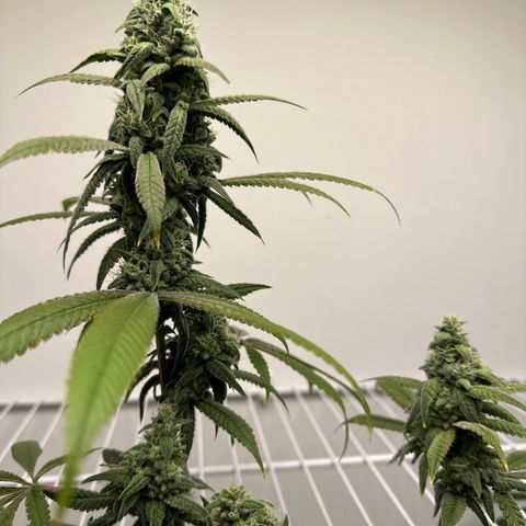 Gorrila nut #9 growlog timeline photo