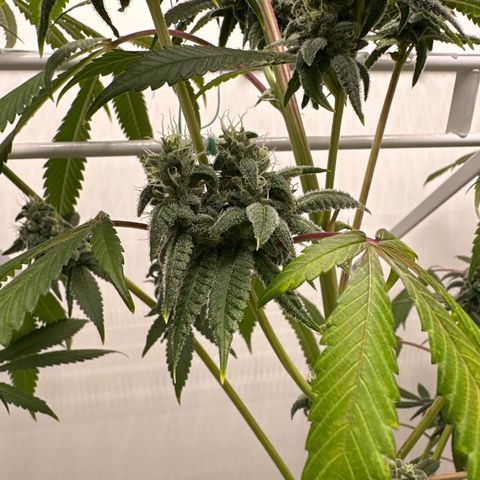Gorrila nut #9 growlog timeline photo