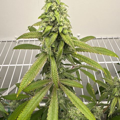 Gorrila nut #9 growlog timeline photo