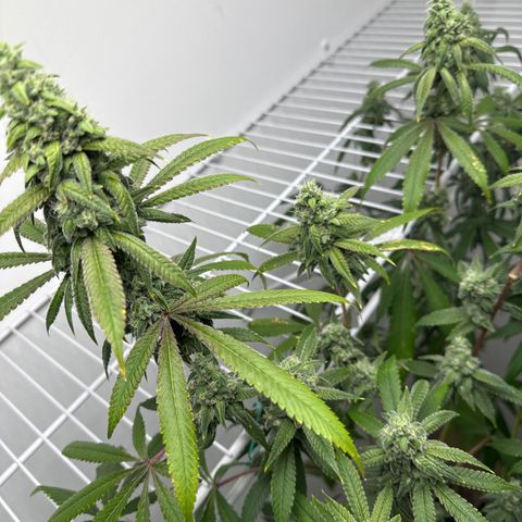 Gorrila nut #9 growlog timeline photo