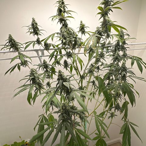 Gorrila nut #9 growlog timeline photo