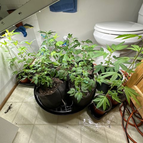 Gorrila nut #9 growlog timeline photo